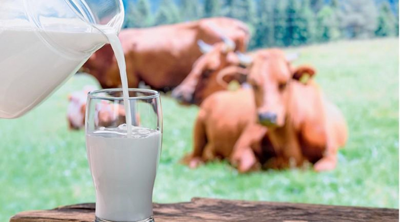 Queda antecipada do consumo de leite preocupa cooperativas.