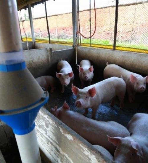 Santa Catarina reforça as ações de prevenção contra a peste suína africana.