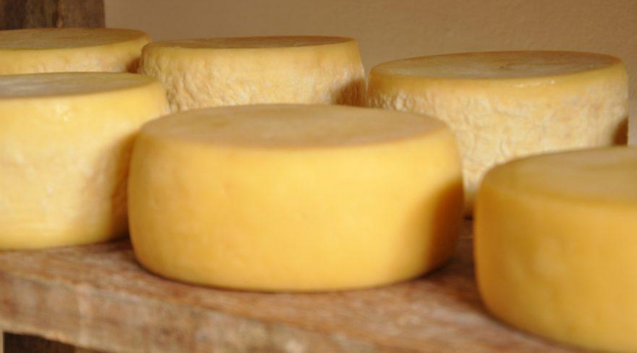 Produção de queijos artesanais tem regulamentação alterada em SC.