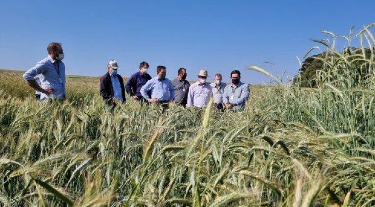 SC avança nas pesquisas para produção de cereais de inverno no Oeste.