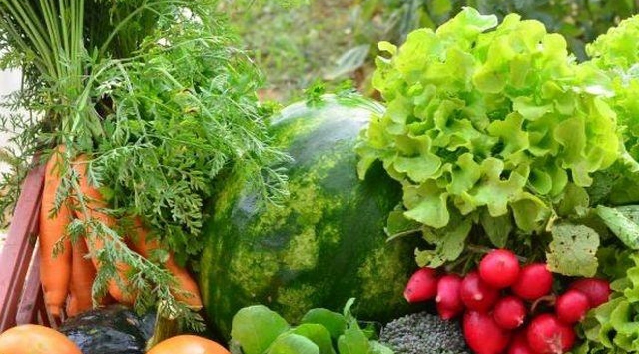 SC sanciona lei que incentiva a produção de alimentos orgânicos.