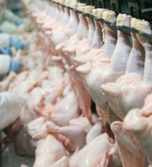 Exportações de carne de frango catarinense crescem 57,5% em outubro.