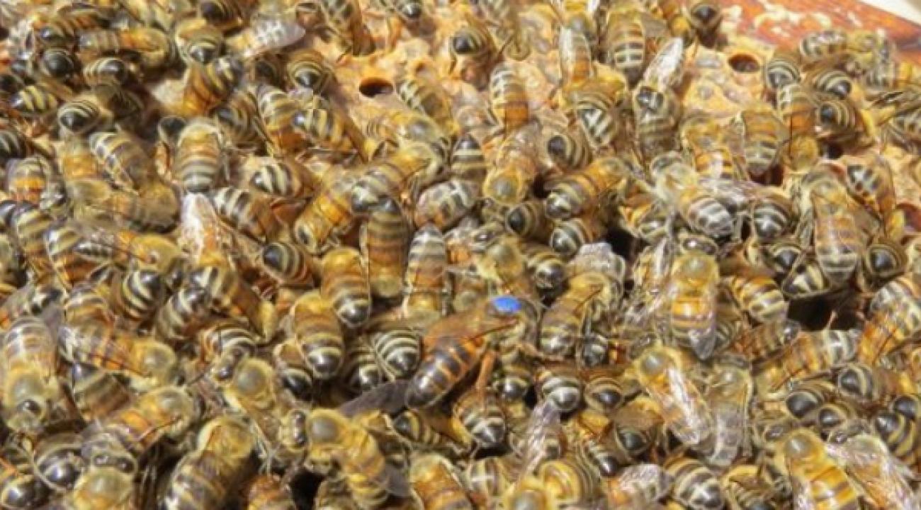 SC investe R$ 1 milhão para fortalecer apicultura