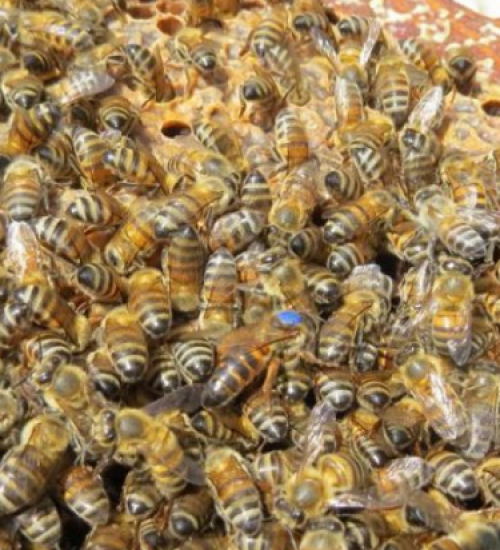 SC investe R$ 1 milhão para fortalecer apicultura