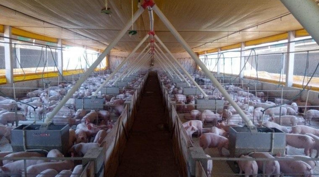 Estoque de carne suína prejudica produtores em SC.