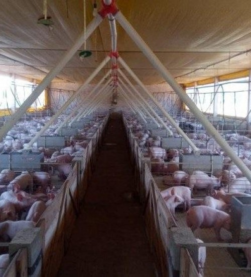 Estoque de carne suína prejudica produtores em SC.