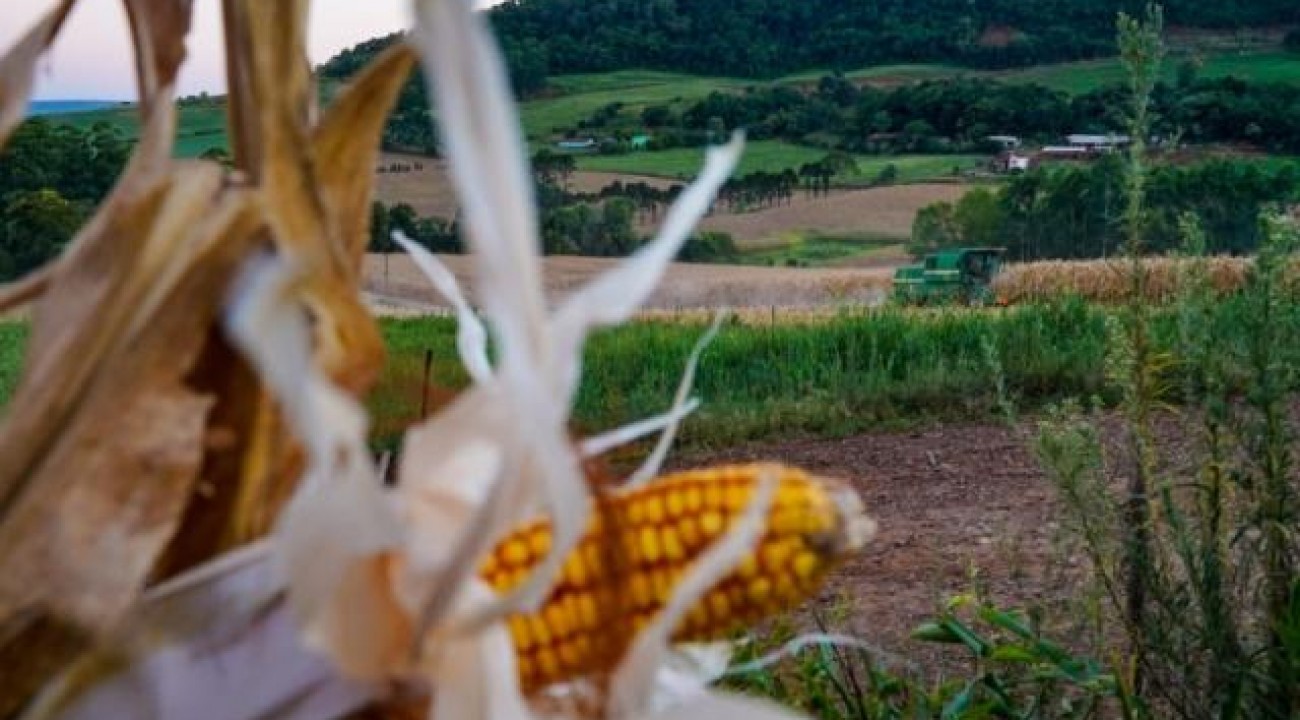 SC aposta na produção de cereais de inverno para minimizar o déficit de milho.