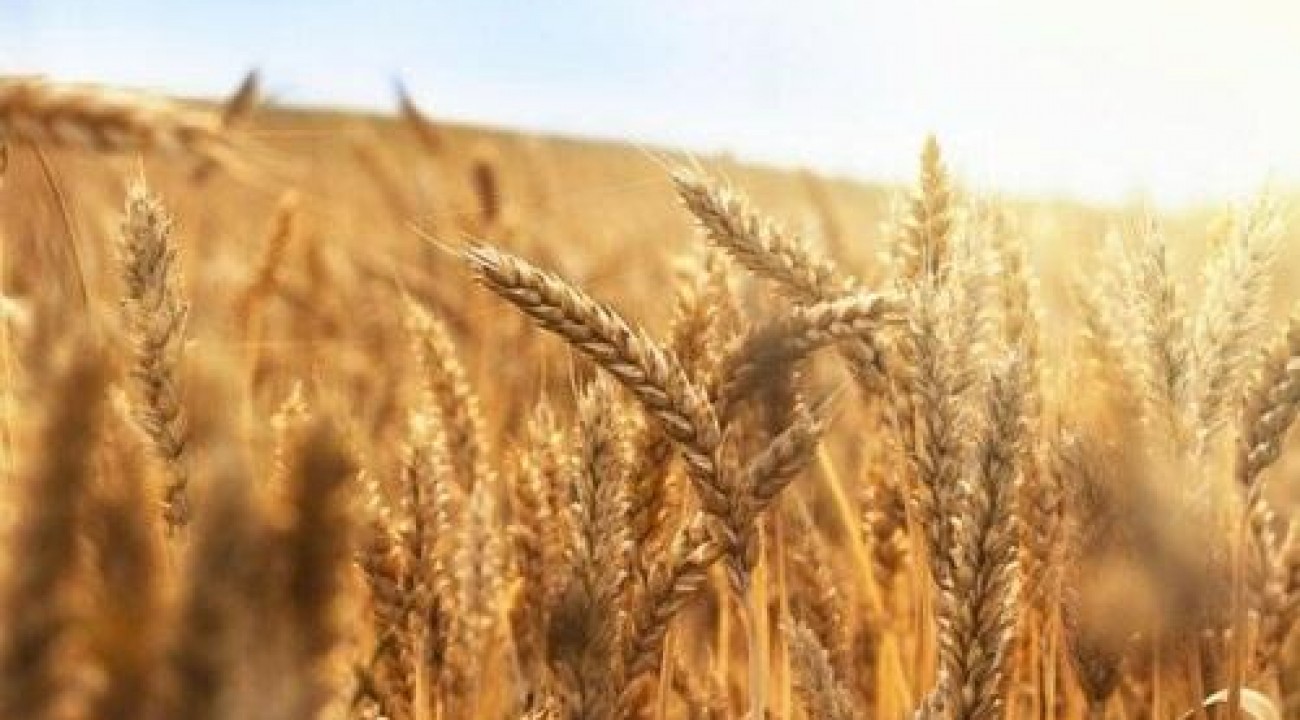 Guerra na Ucrânia não compromete abastecimento de trigo, mas provoca alta no preço do produto.