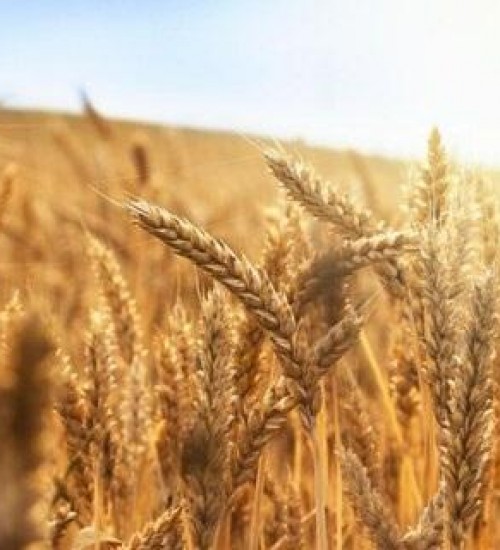Guerra na Ucrânia não compromete abastecimento de trigo, mas provoca alta no preço do produto.