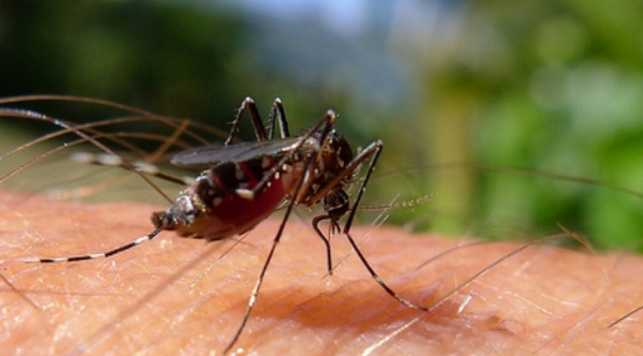 20 municípios do Oeste atingem o nível de epidemia devido a dengue.
