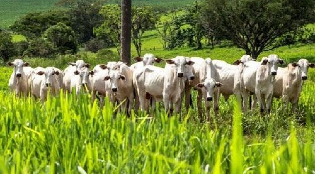 Agropecuária de baixa emissão é solução sustentável para Brasil bater novos recordes de exportação.