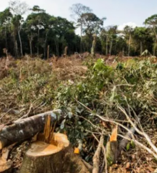 Brasil é o país que mais desmata florestas tropicais no mundo, diz ONG.