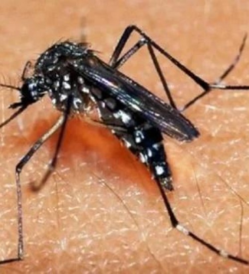 Casos de dengue em todo o país aumentam 95% em relação a 2021.