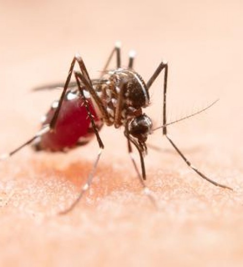 Dia Mundial da Luta contra a Malária: Brasil planeja erradicar a transmissão da doença até 2035.