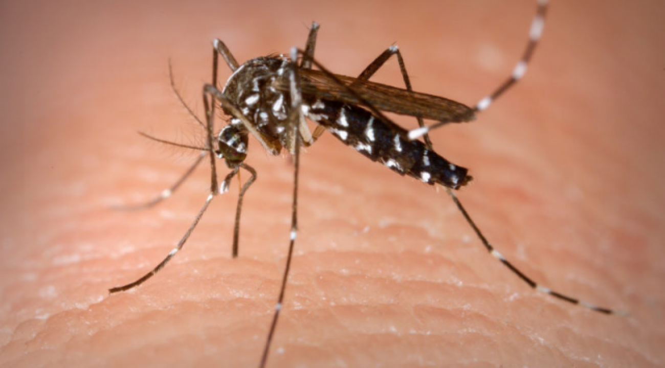 SC registra aumento de 53% nos casos confirmados de dengue; saiba os sintomas.