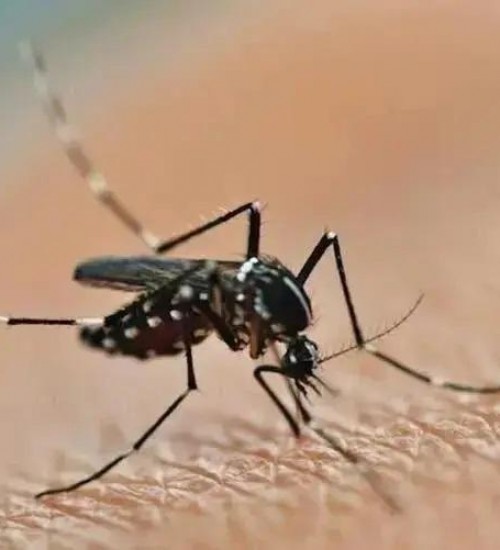 Sobe para 16 o número de cidades de SC com epidemia de dengue.