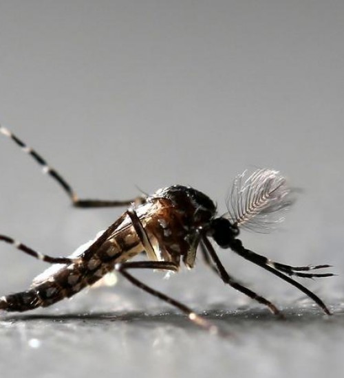 Em quatro meses, casos de dengue crescem 113% no Brasil e atingem mesmo patamar de 2021.