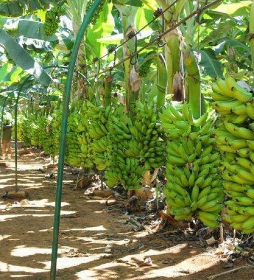 Produção de banana se recupera em SC e deve ser 50% maior em comparação a 2021.