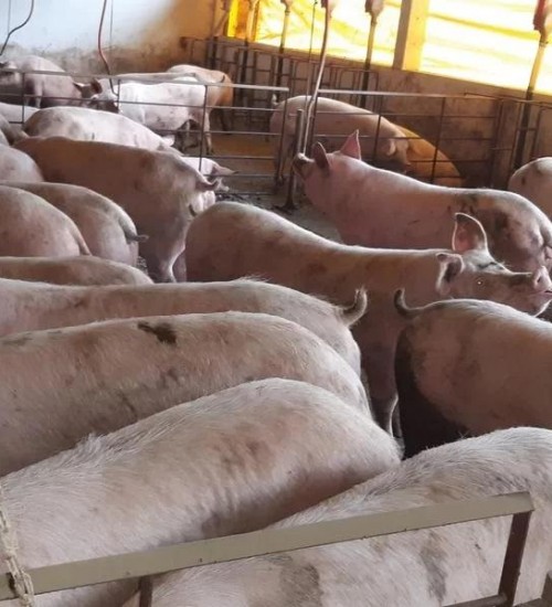 Exportações de carne suína reduziram em 6,98%.