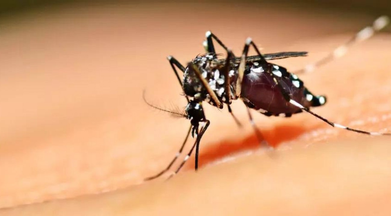SC tem aumento de 271% dos casos confirmados de dengue no 1º semestre de 2022.