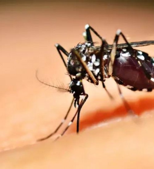 SC tem aumento de 271% dos casos confirmados de dengue no 1º semestre de 2022.