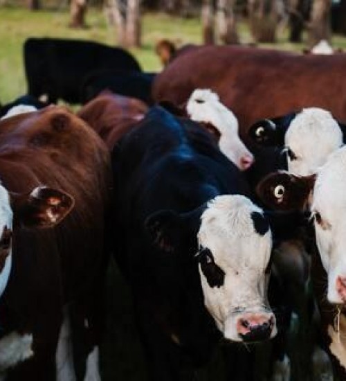 Carne bovina e soja movimentam o mercado de exportação do Brasil em 2022.
