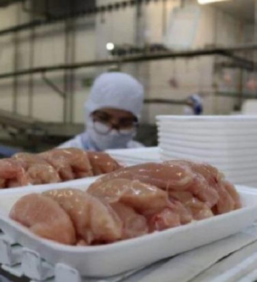 Exportações de carne de frango crescem 15,3% em agosto.
