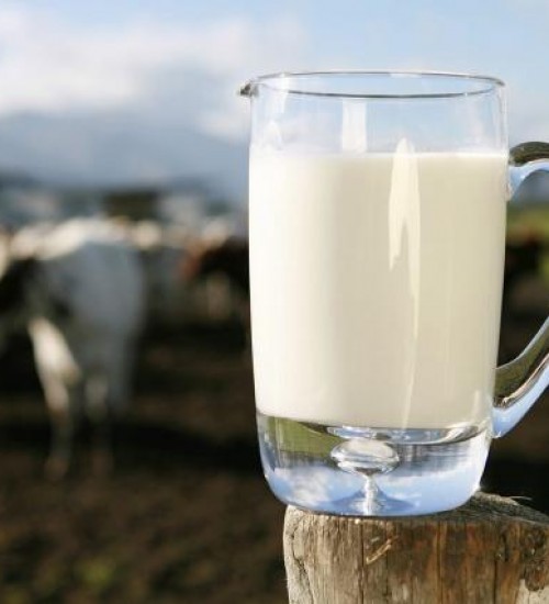 Governo de SC distribuirá leite da agricultura familiar para alunos das escolas estaduais.