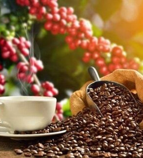 Produção de café tem previsão de crescimento de 5,6% na safra 2022, segundo Conab.