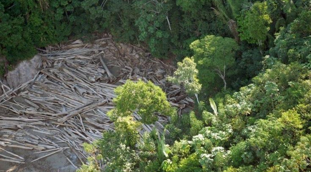 Venezuela é o país com maior perda de florestas na região amazônica, diz ONG.