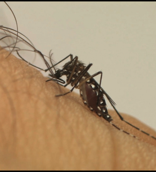 Ministério da Saúde lança a Campanha Nacional de Combate ao Aedes aegypti.