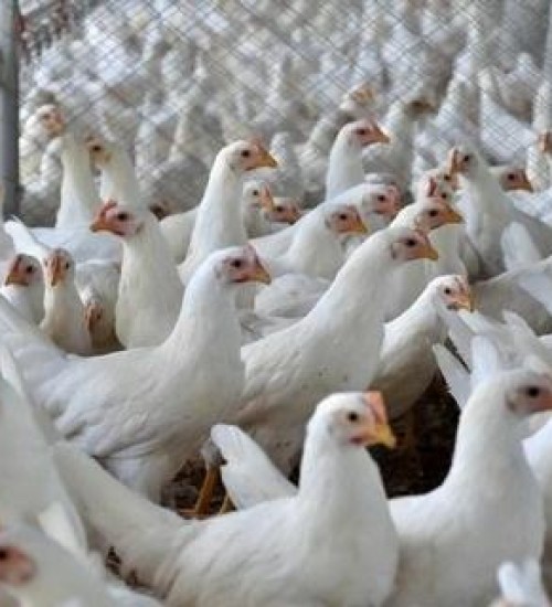Caso de gripe aviária em país vizinho acende alerta para produtores brasileiros.