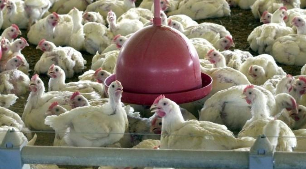 Brasil reforça ações de biossegurança para prevenir gripe aviária.