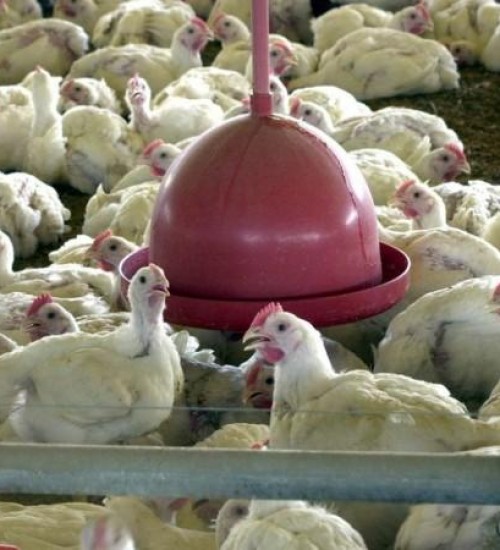 Brasil reforça ações de biossegurança para prevenir gripe aviária.