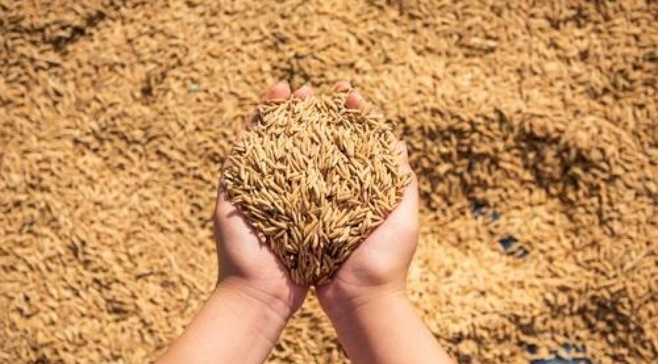 Após sete anos, produção mundial de arroz sofre recuo significativo.