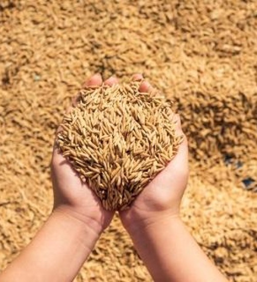 Após sete anos, produção mundial de arroz sofre recuo significativo.