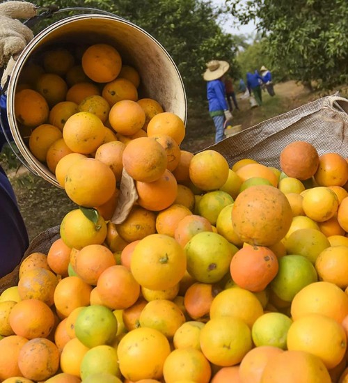 Exportação de laranja no Brasil deve crescer nesta safra com crise na produção da fruta nos Estados Unidos.
