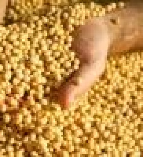 Ministério da Agricultura institui novas regras para o uso e comercialização de sementes
