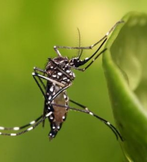 Belmonte registra primeiro caso positivo de dengue em 2023.