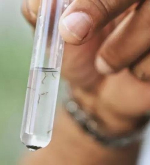Casos de dengue em SC crescem 4% e Estado lança campanha de prevenção.