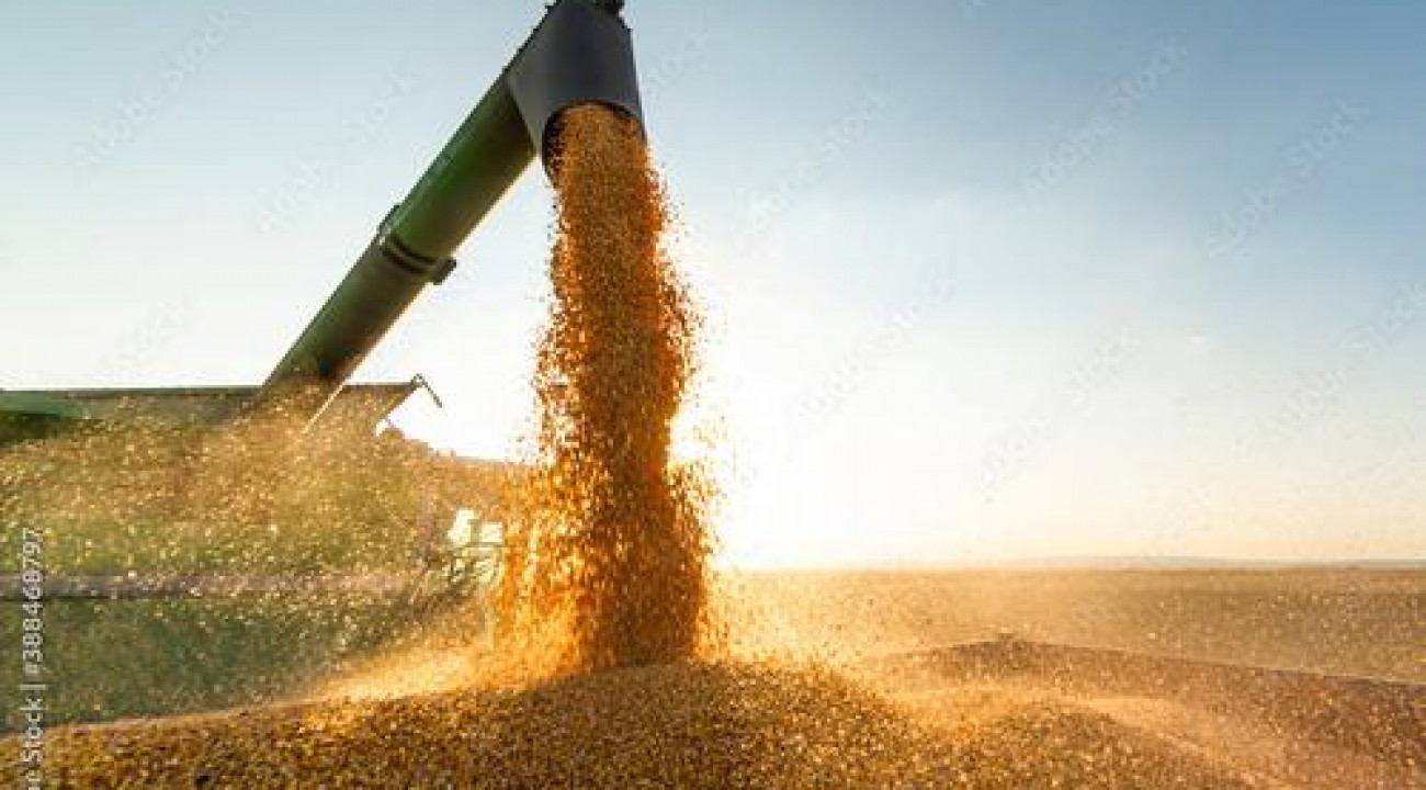 Produção de grãos em 2023 deve atingir recorde de 302 milhões de toneladas.