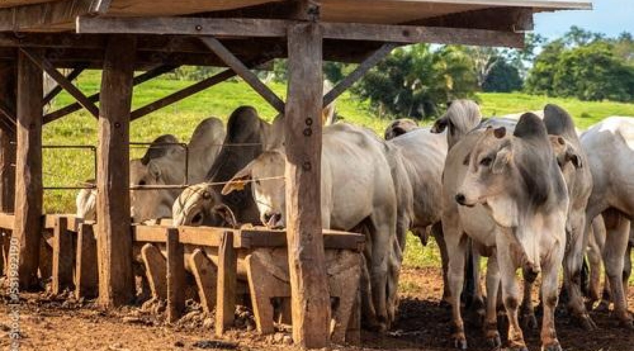 Abate de bovinos volta a subir e avança 7,5% em 2022, diz IBGE.