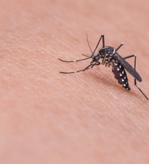 Anvisa aprova 1ª vacina contra a dengue de uso amplo.