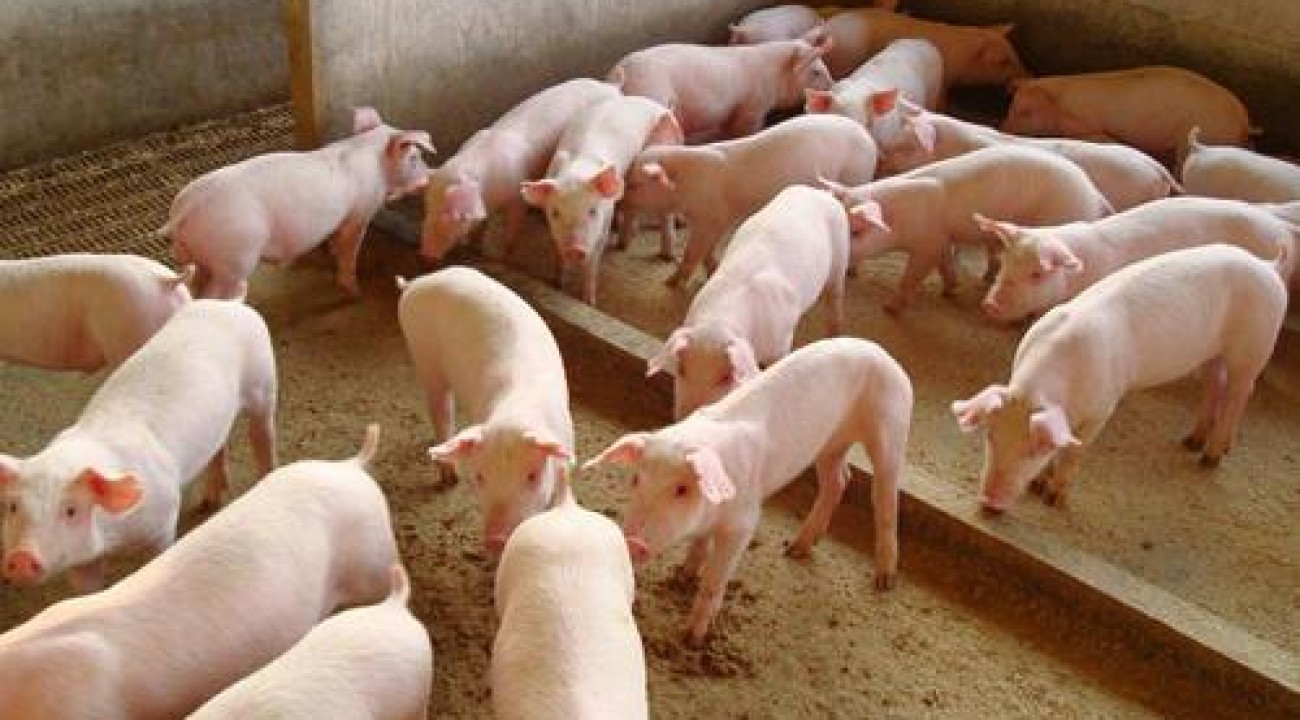 Exportações brasileiras de carne suína cresceram 10% em fevereiro, segundo ABPA.