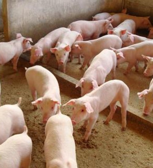 Exportações brasileiras de carne suína cresceram 10% em fevereiro, segundo ABPA.