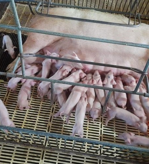Porca dá à luz 41 leitões em granja no interior de Faxinal dos Guedes