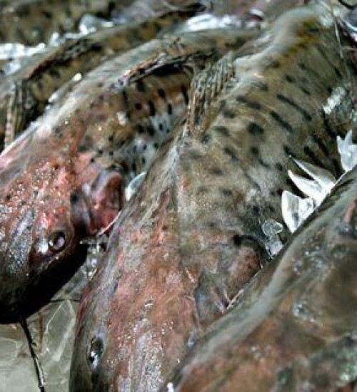 Brasil registra recorde nas exportações de peixes.