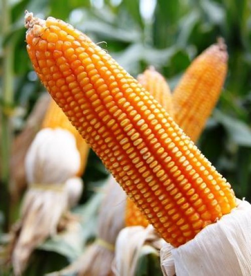 Governo do Estado inicia distribuição de sementes de milho do Programa Terra Boa.
