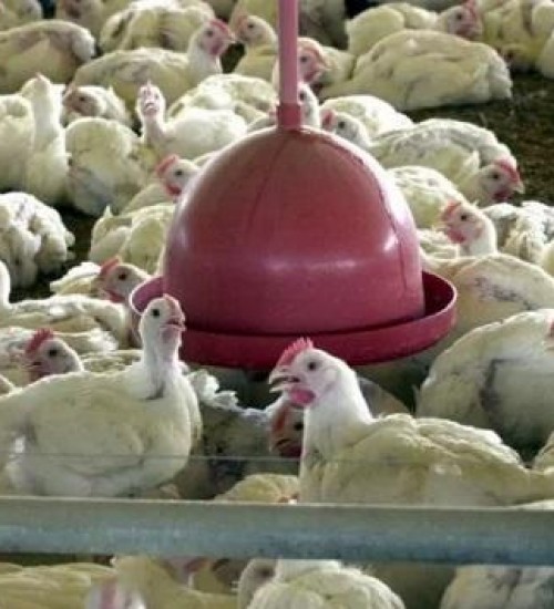 Gripe aviária: Ministério da Agricultura já descartou 278 casos em SC.