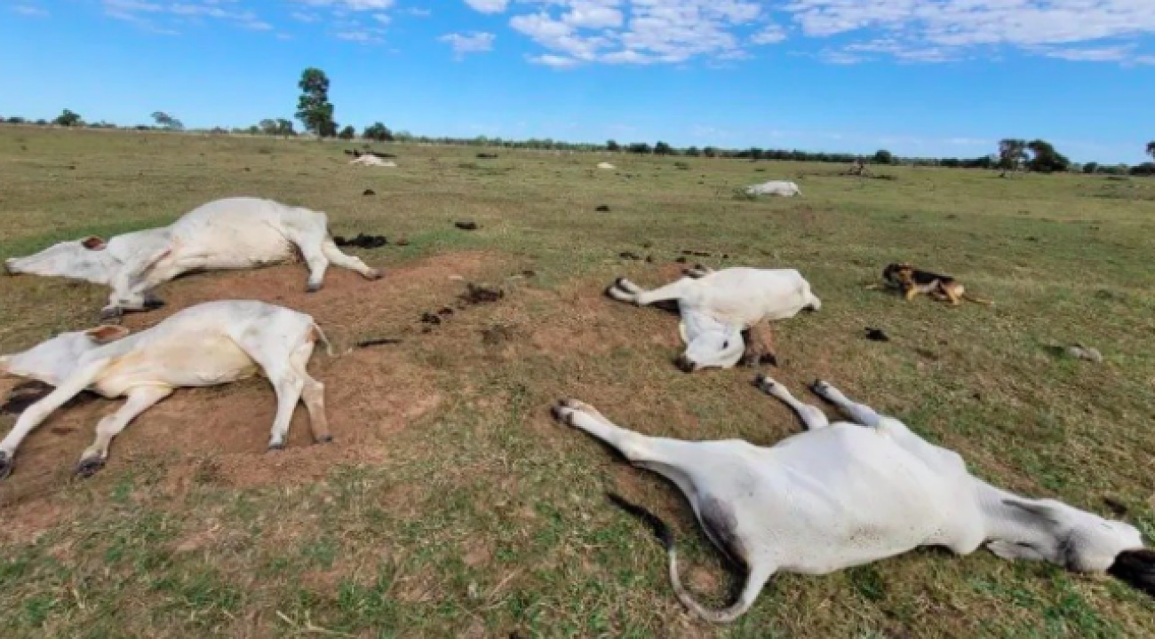 Onda de frio intenso mata mais de mil cabeças de gado em MS.
